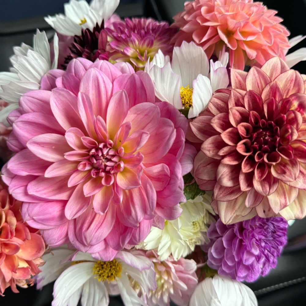 Meet your Posher, Leslie